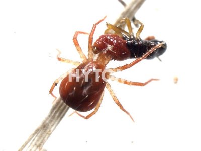 Xylella fastidiosa
